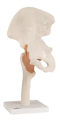 FUNCTIONAL HIP JOINT